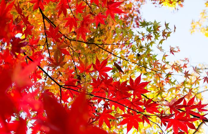 イベント 11月紅葉が見ごろ,日本大正村